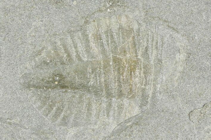 Partial Ogyginus Cordensis - Classic British Trilobite #103126